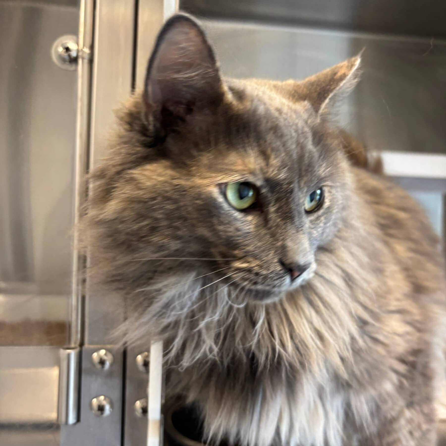 Pretzel - Domestic cat available for adoption at SPA de l'Estrie in Sherbrooke