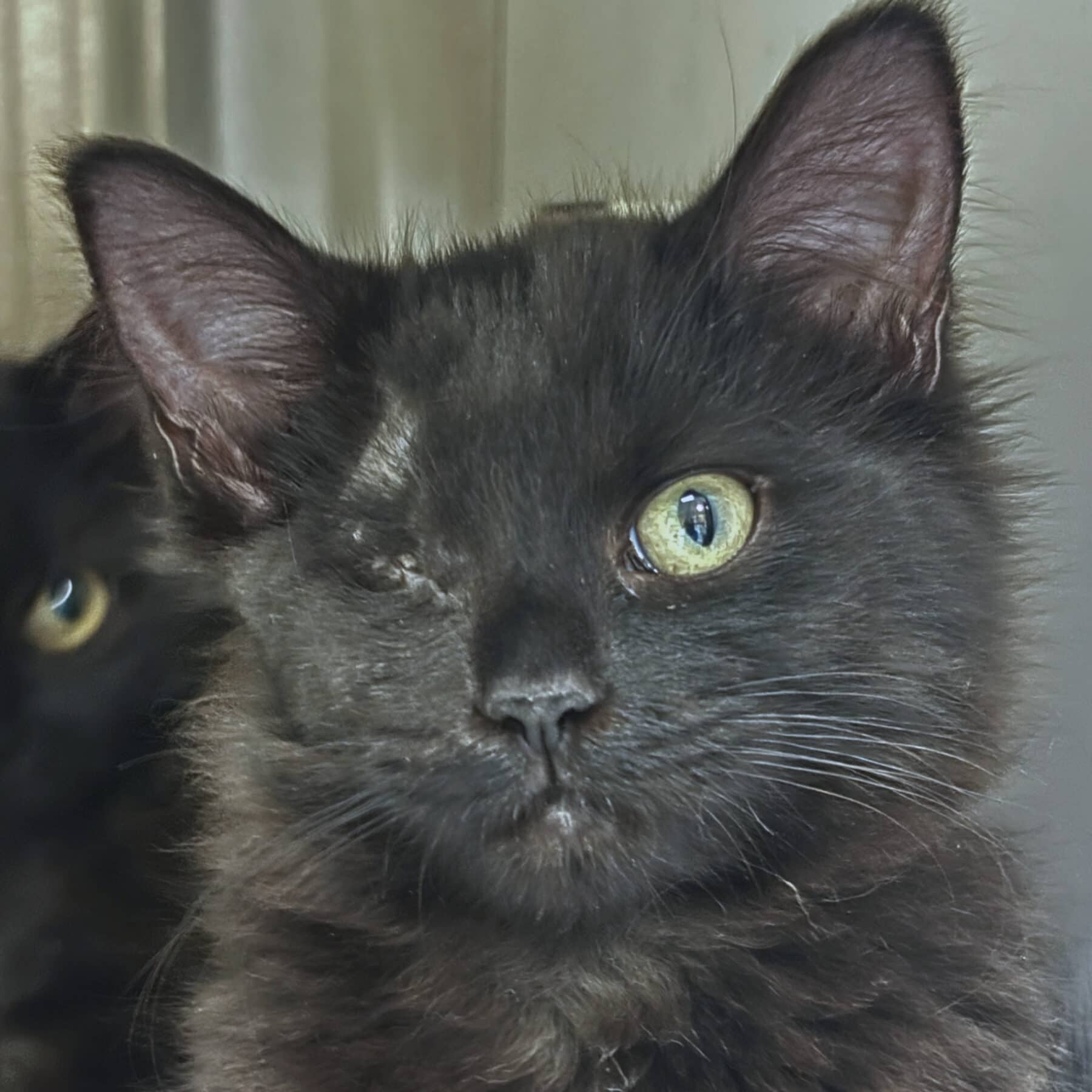 Raïssa, Domestic, chat à adopter au Québec