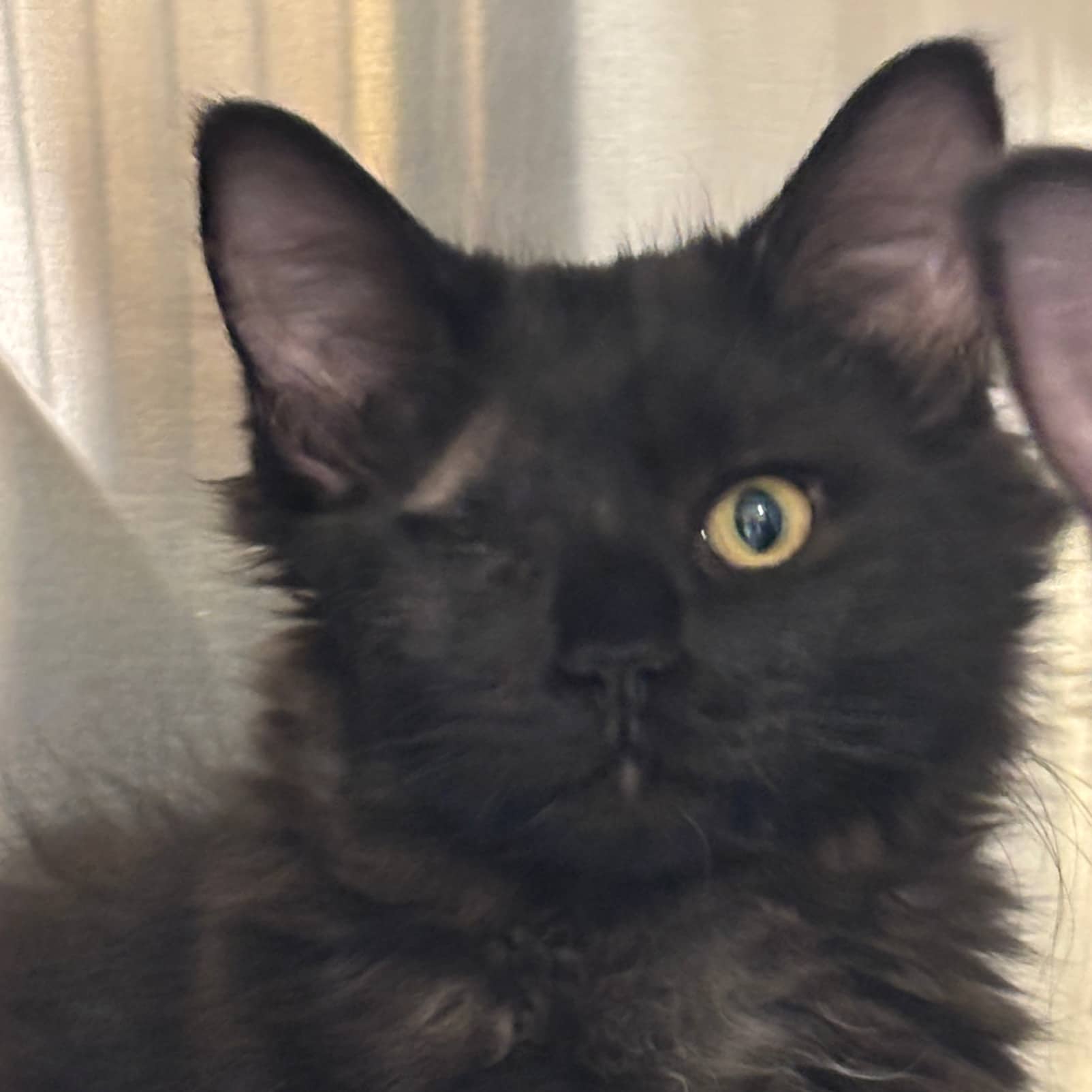 Regina, Domestic, chat à adopter au Québec