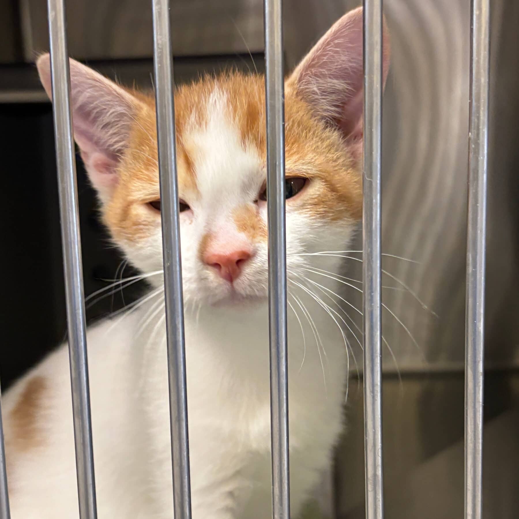 Sicle - Domestic cat available for adoption at SPA de l'Estrie in Sherbrooke