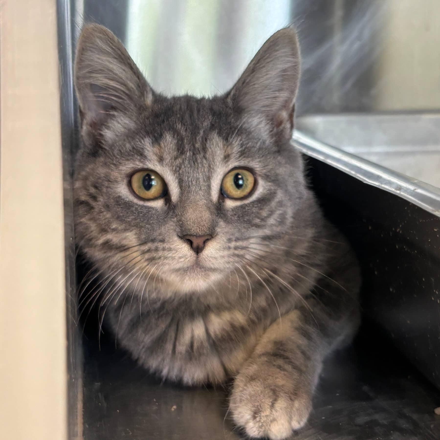 Tazima, Domestic, chat à adopter au Québec