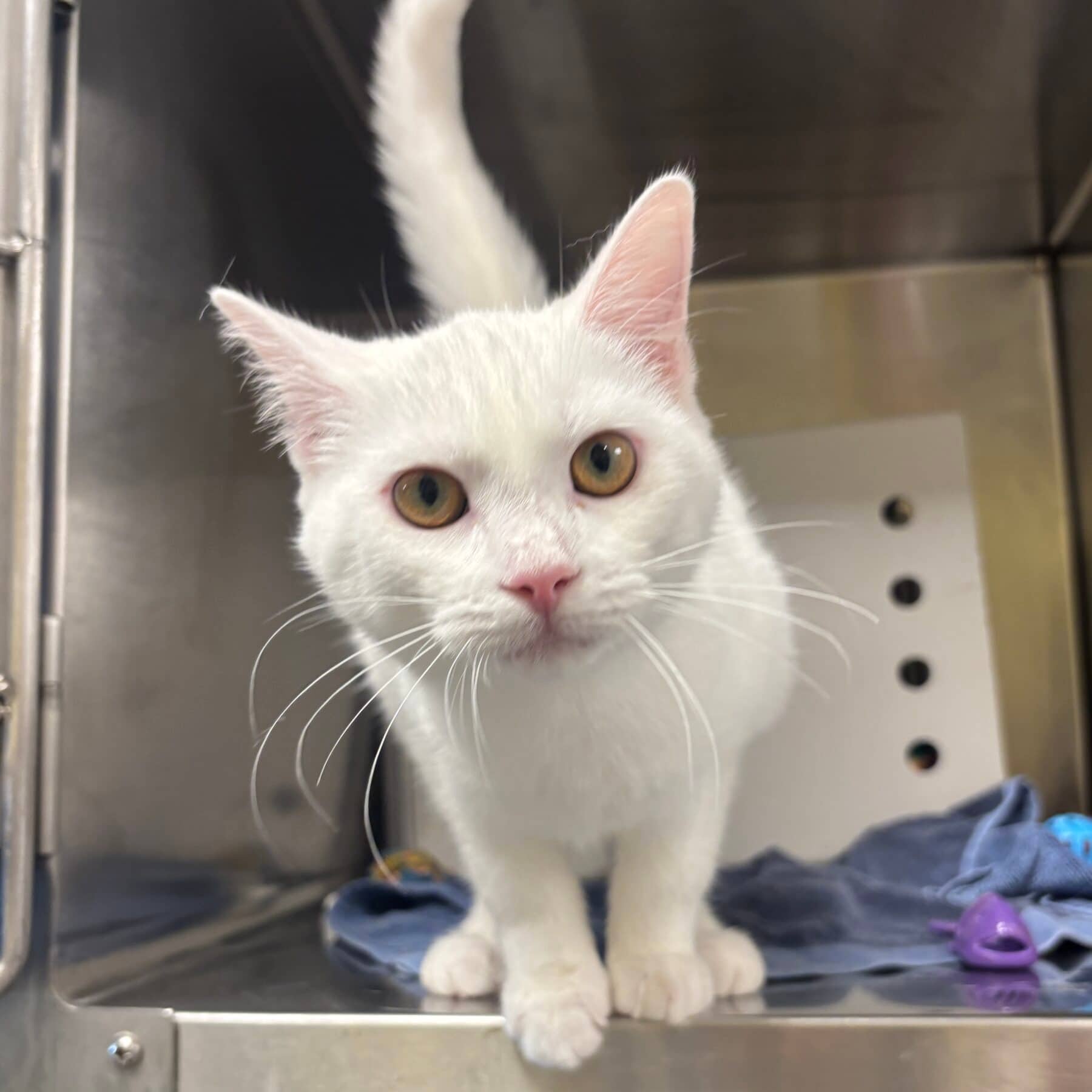 Vanille - Domestic cat available for adoption at SPA de l'Estrie in Sherbrooke