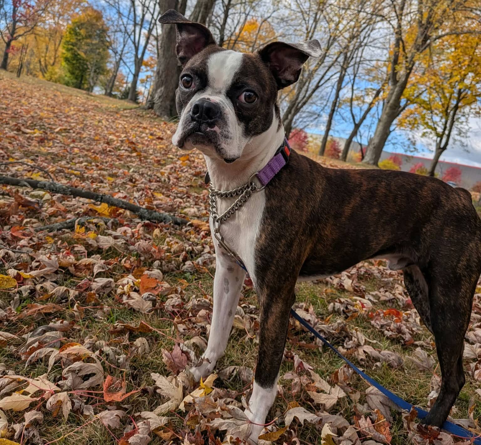 Alfred - Mixed Breed available for adoption at SPA de l'Estrie in Sherbrooke