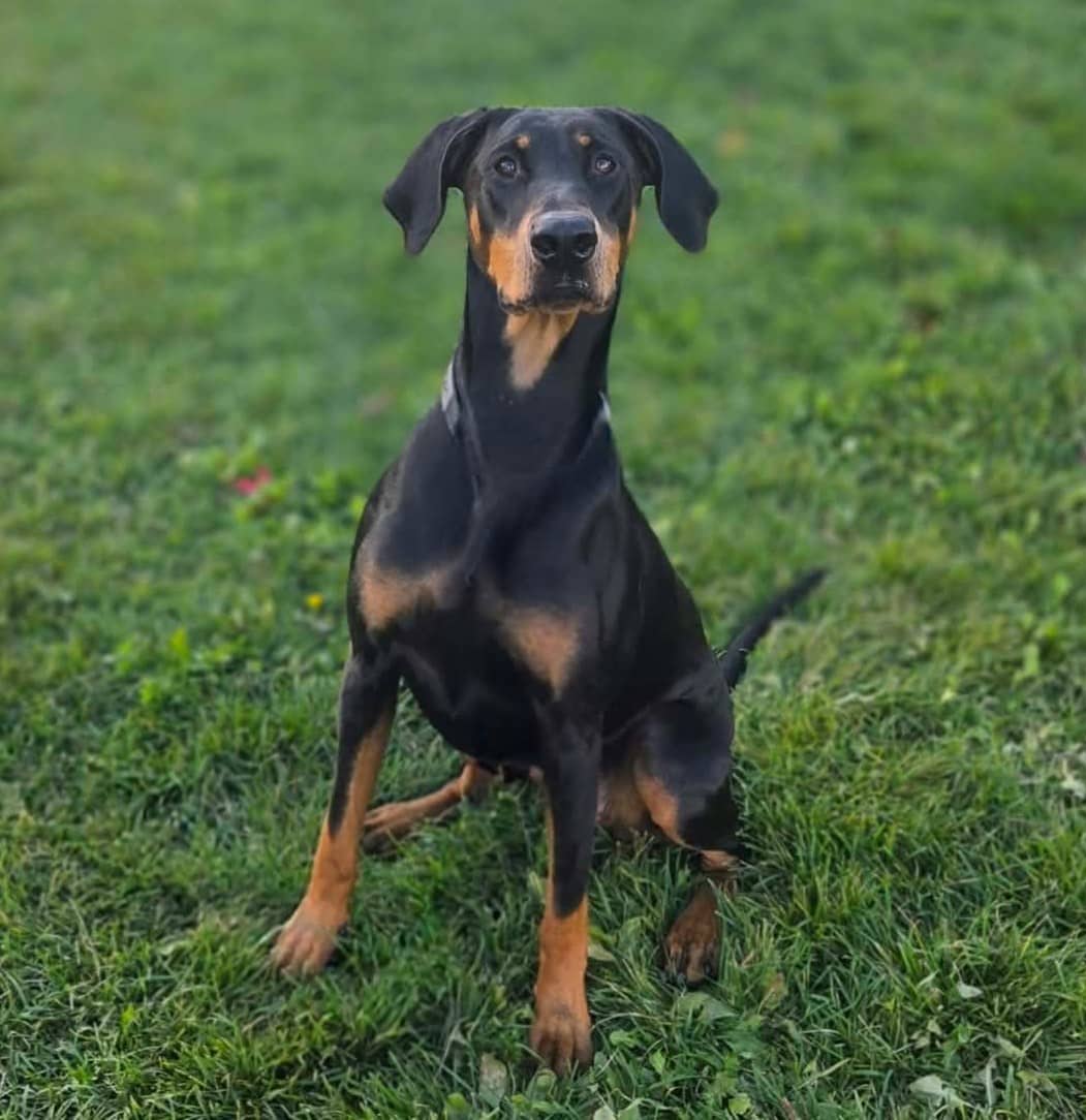 Alphia - Mixed Breed available for adoption at SPA de l'Estrie in Sherbrooke