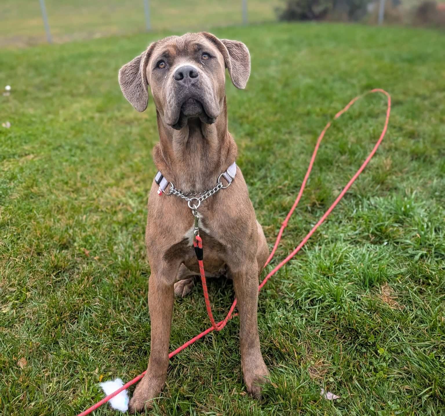 Cassiopée - Mixed Breed available for adoption at SPA de l'Estrie in Sherbrooke