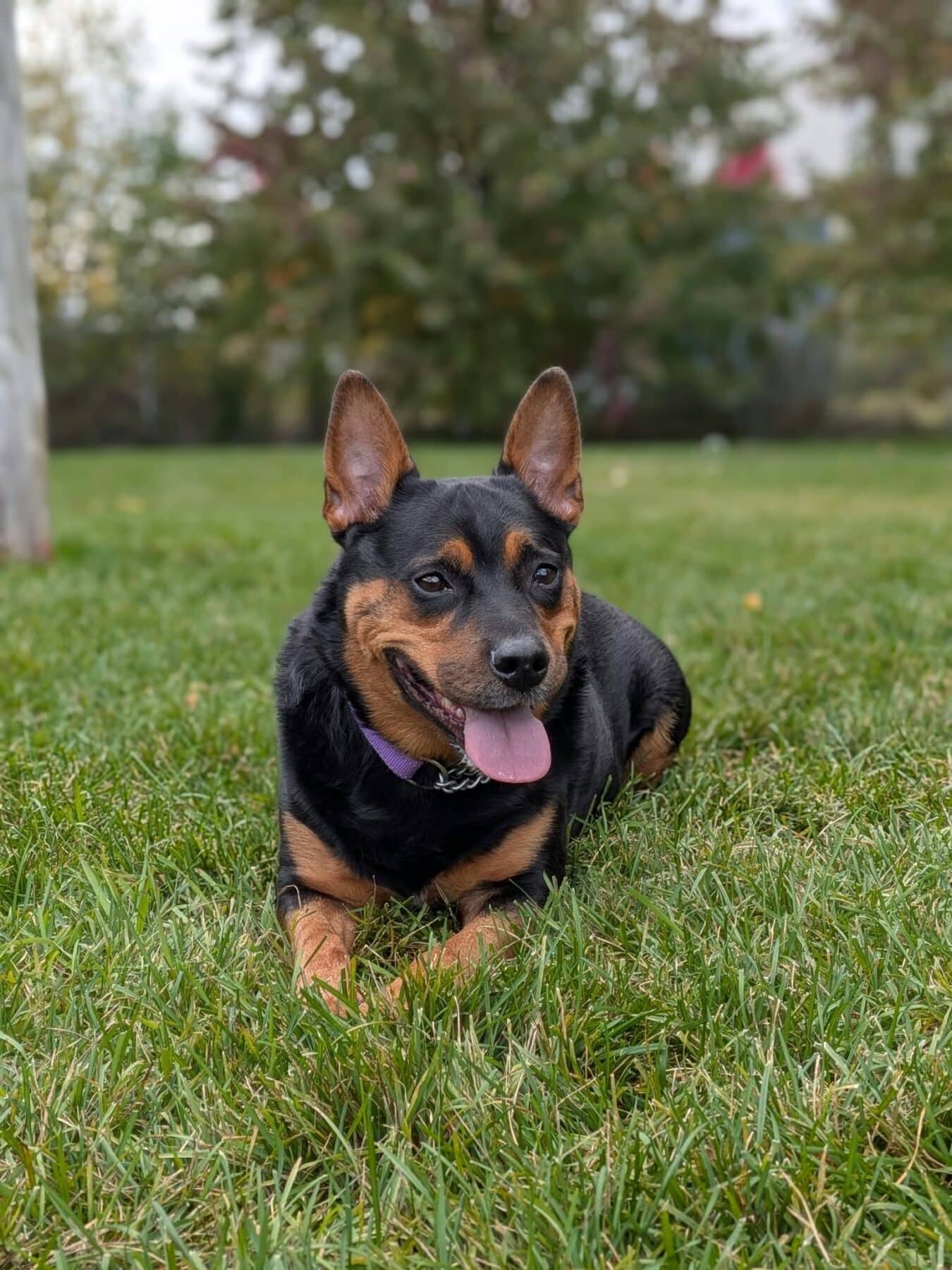 Chandler - Mixed Breed available for adoption