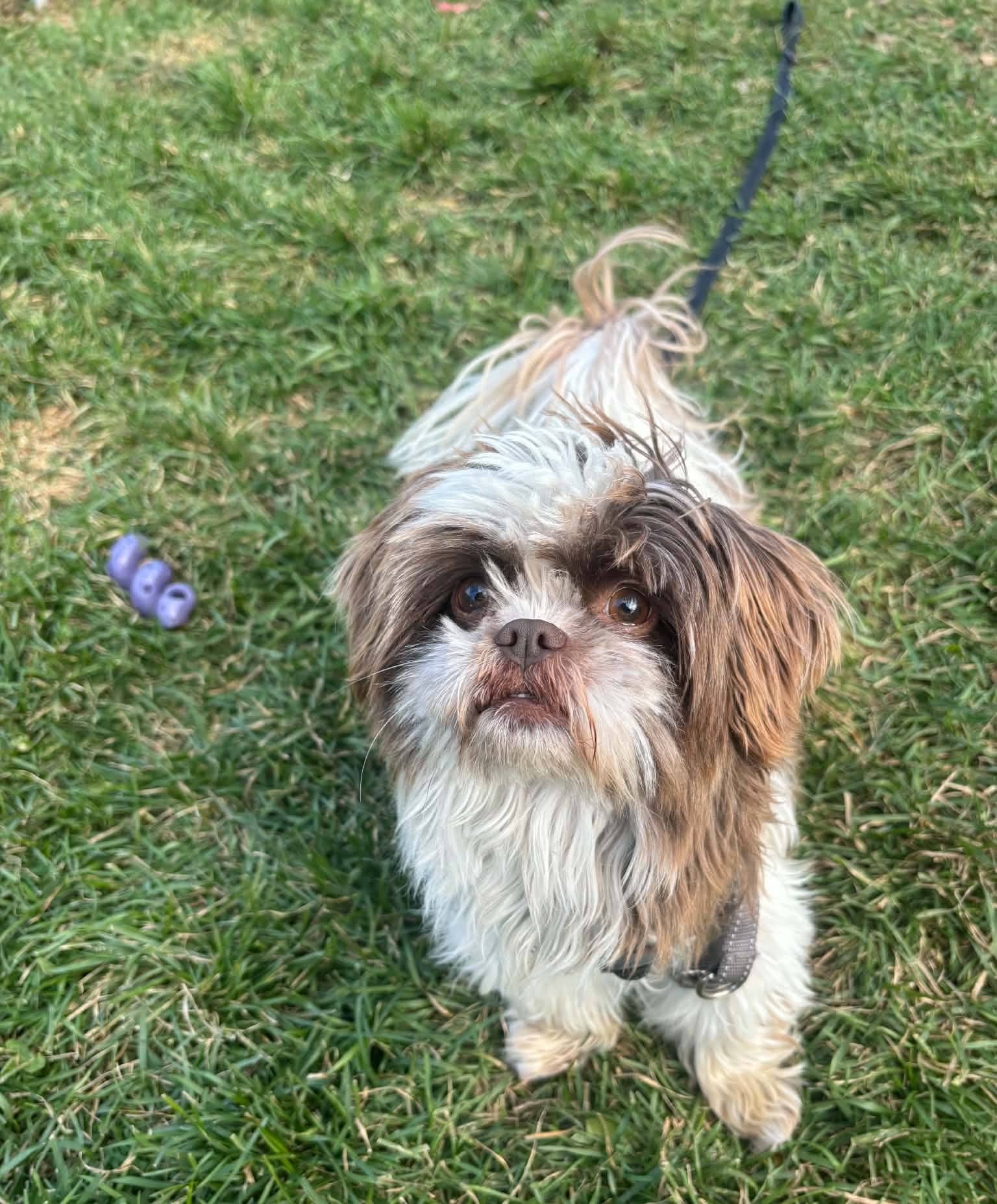 Connie - Mixed Breed available for adoption at SPA de l'Estrie in Sherbrooke