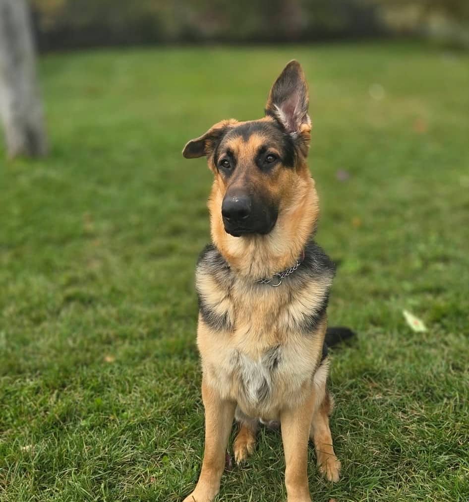 Jacob - Mixed Breed available for adoption at SPA de l'Estrie in Sherbrooke