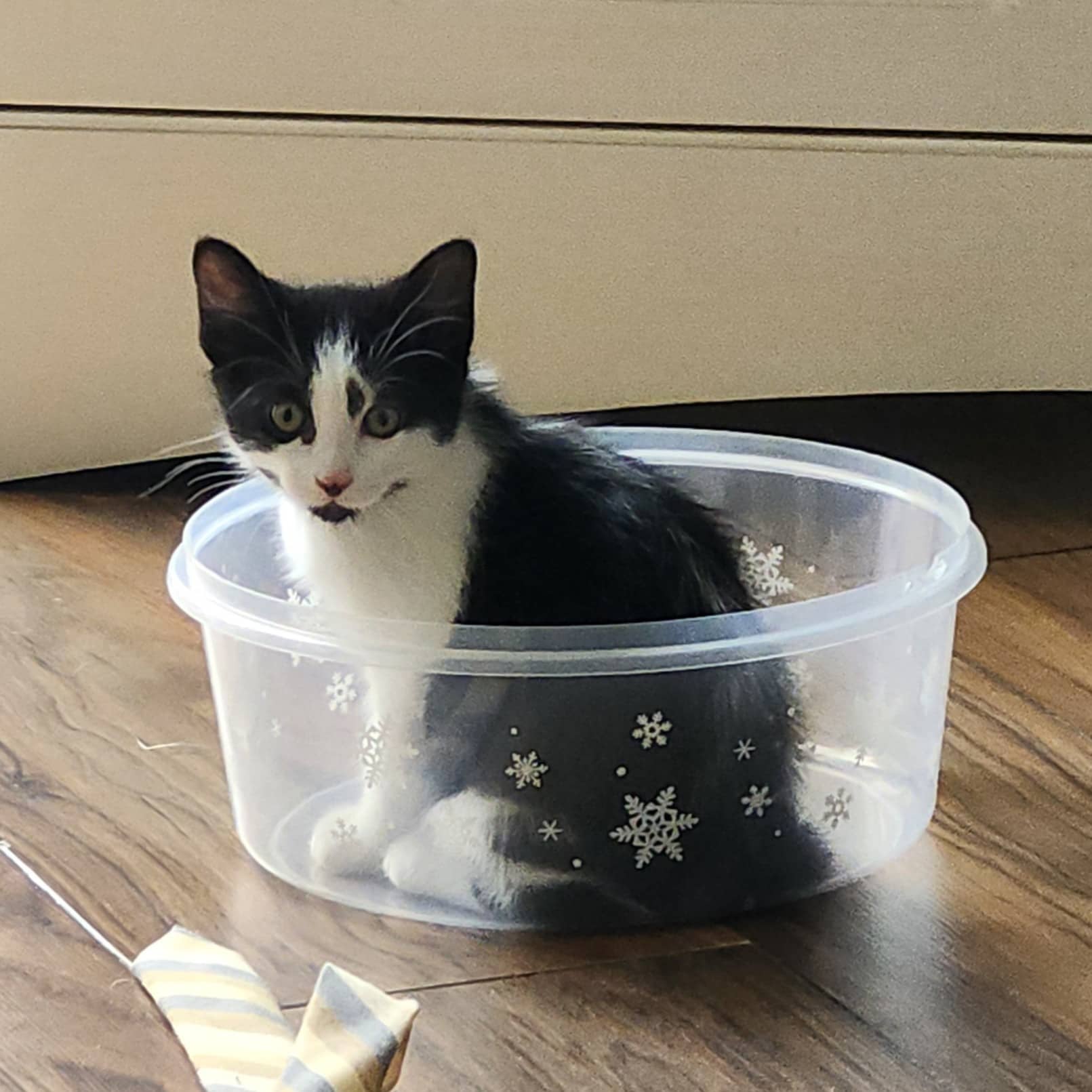 Junior au poulet - Domestic cat available for adoption at SPA de l'Estrie in Sherbrooke
