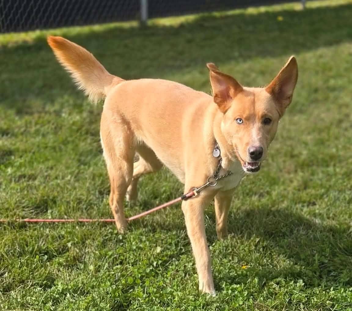 Lana - Mixed Breed available for adoption at SPA de l'Estrie in Sherbrooke