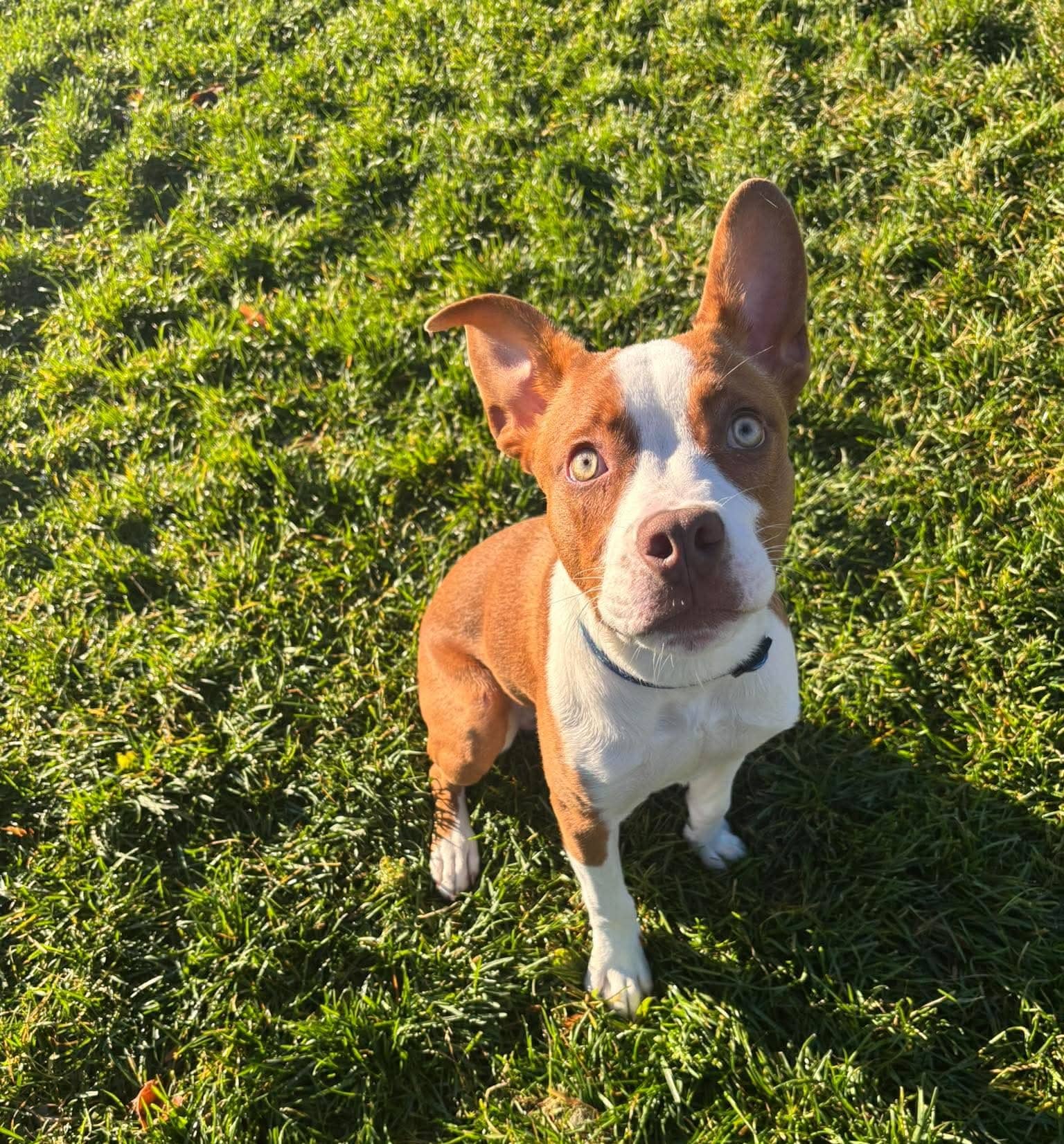 Marvel - Mixed Breed available for adoption at SPA de l'Estrie in Sherbrooke