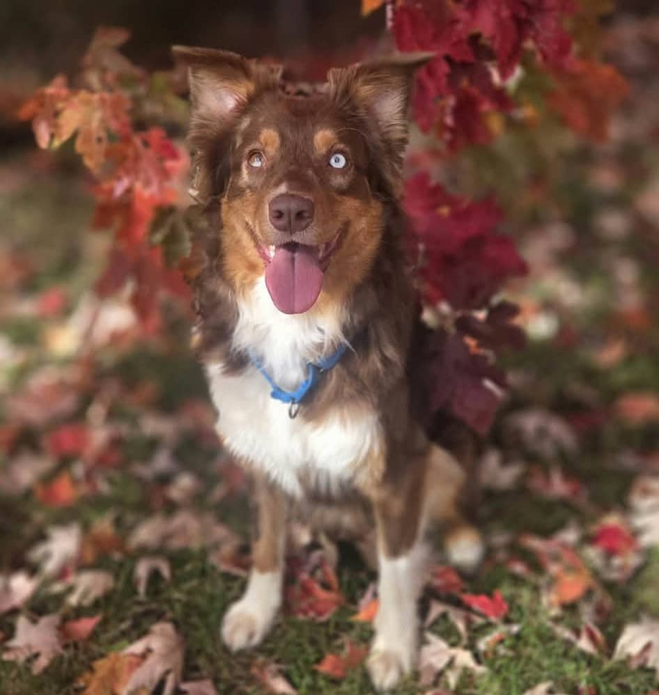 Nami - Mixed Breed available for adoption