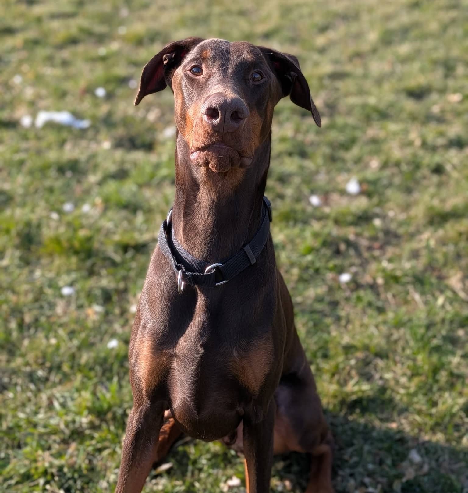 Paco - Mixed Breed available for adoption at SPA de l'Estrie in Sherbrooke