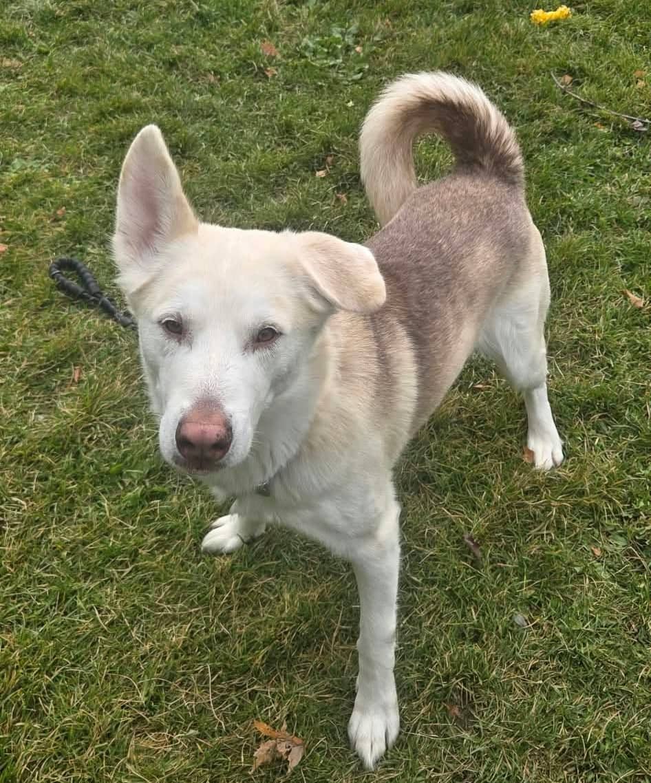 Pluto - Siberian Husky available for adoption at SPA de l'Estrie in Sherbrooke