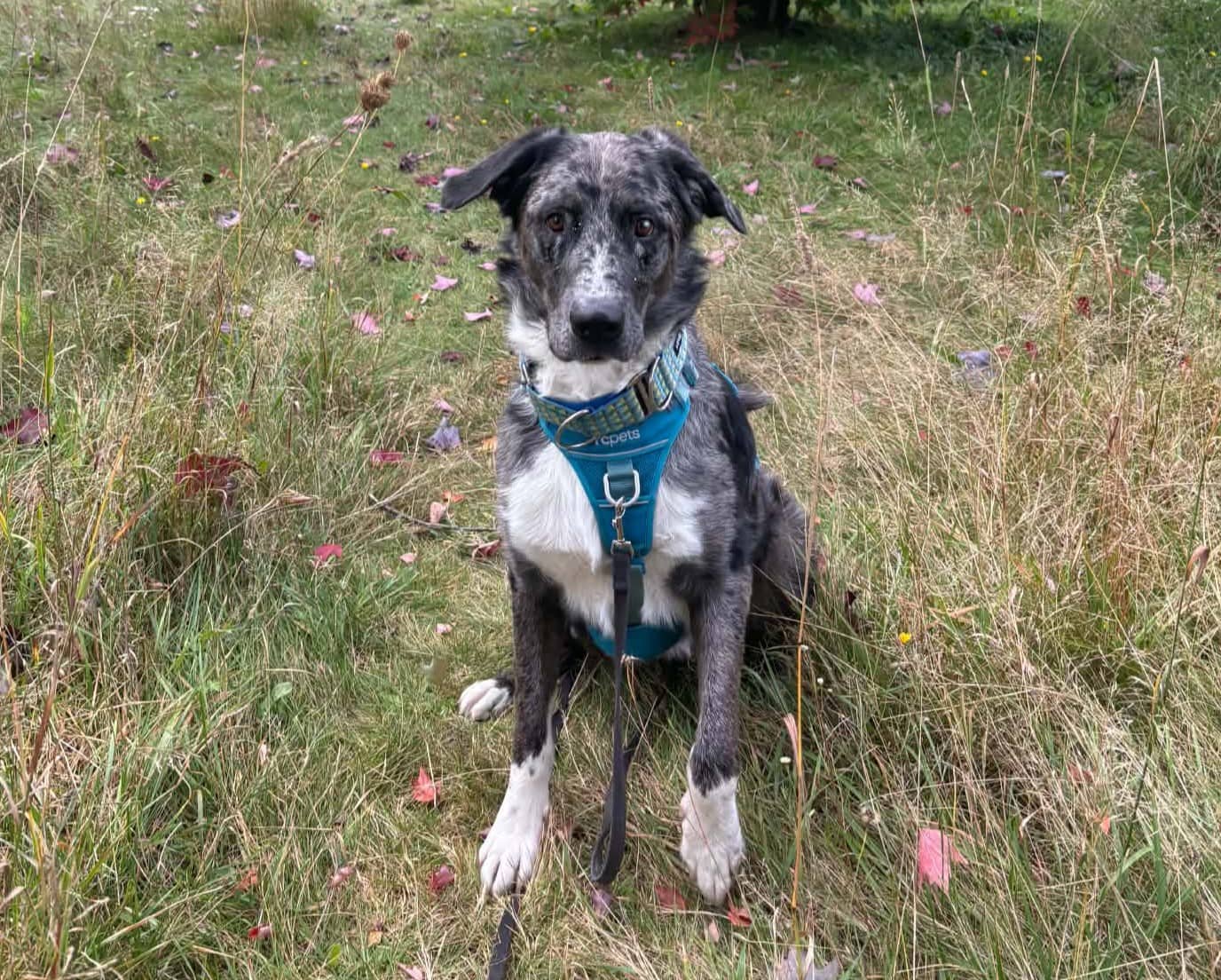 Suzuki - Mixed Breed available for adoption