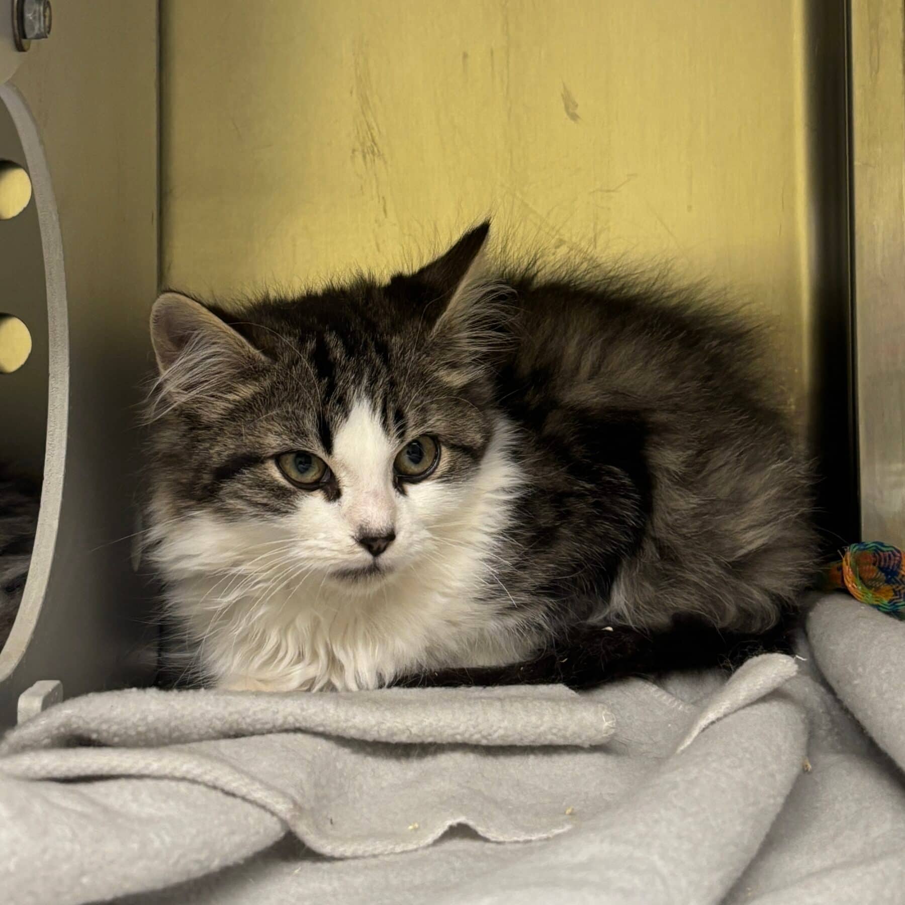 Taro - Domestic cat available for adoption at SPA de l'Estrie in Sherbrooke
