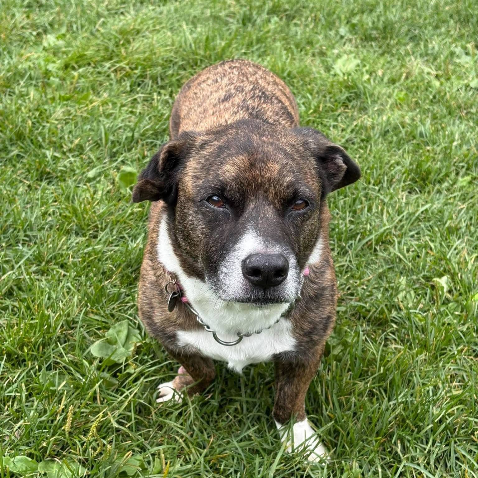 Thomas - Mixed Breed available for adoption at SPA de l'Estrie in Sherbrooke