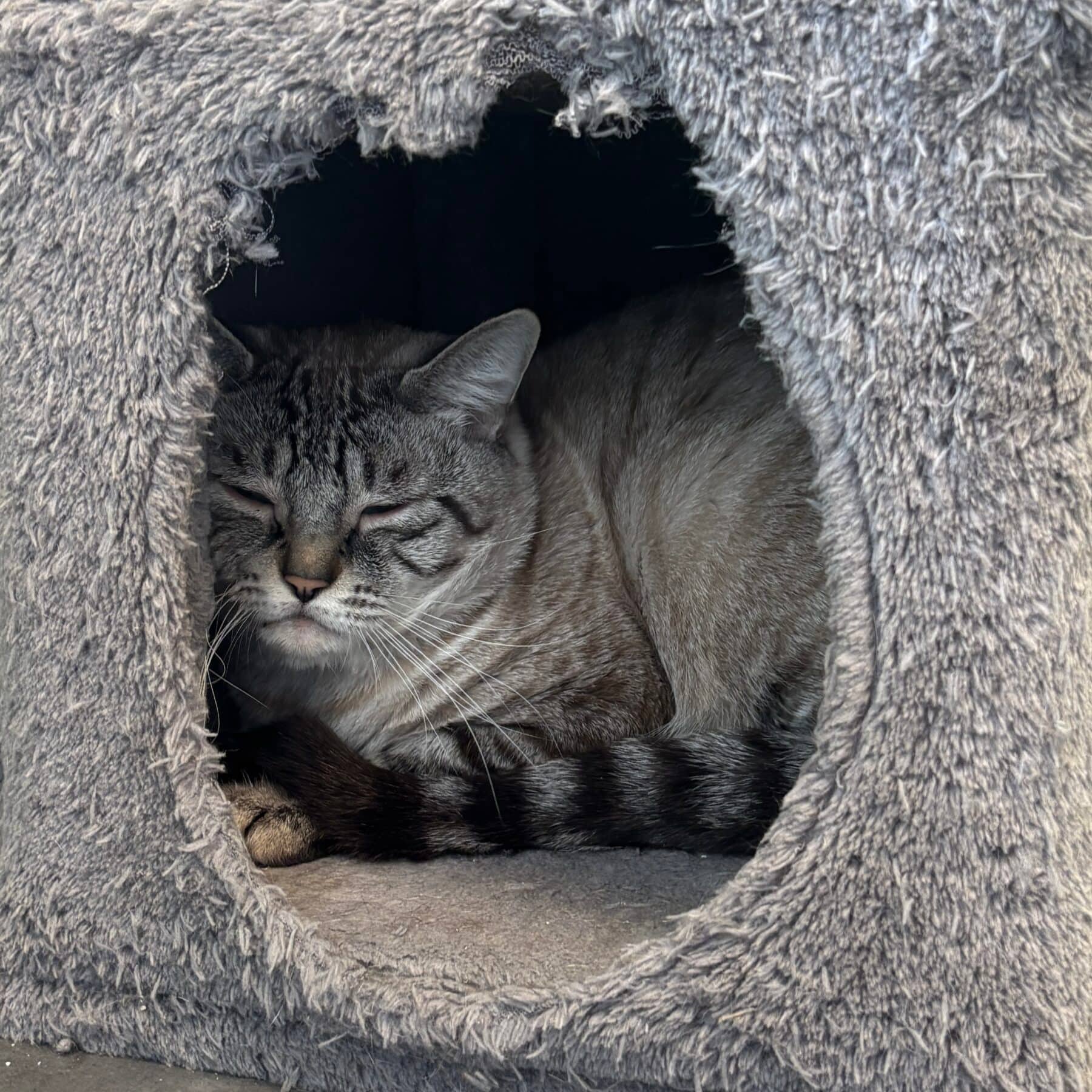 Équinox - Domestic cat available for adoption at SPA de l'Estrie in Sherbrooke
