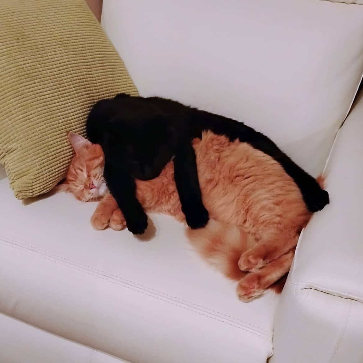 Lady Gaga et Peppermint - Domestic available for adoption