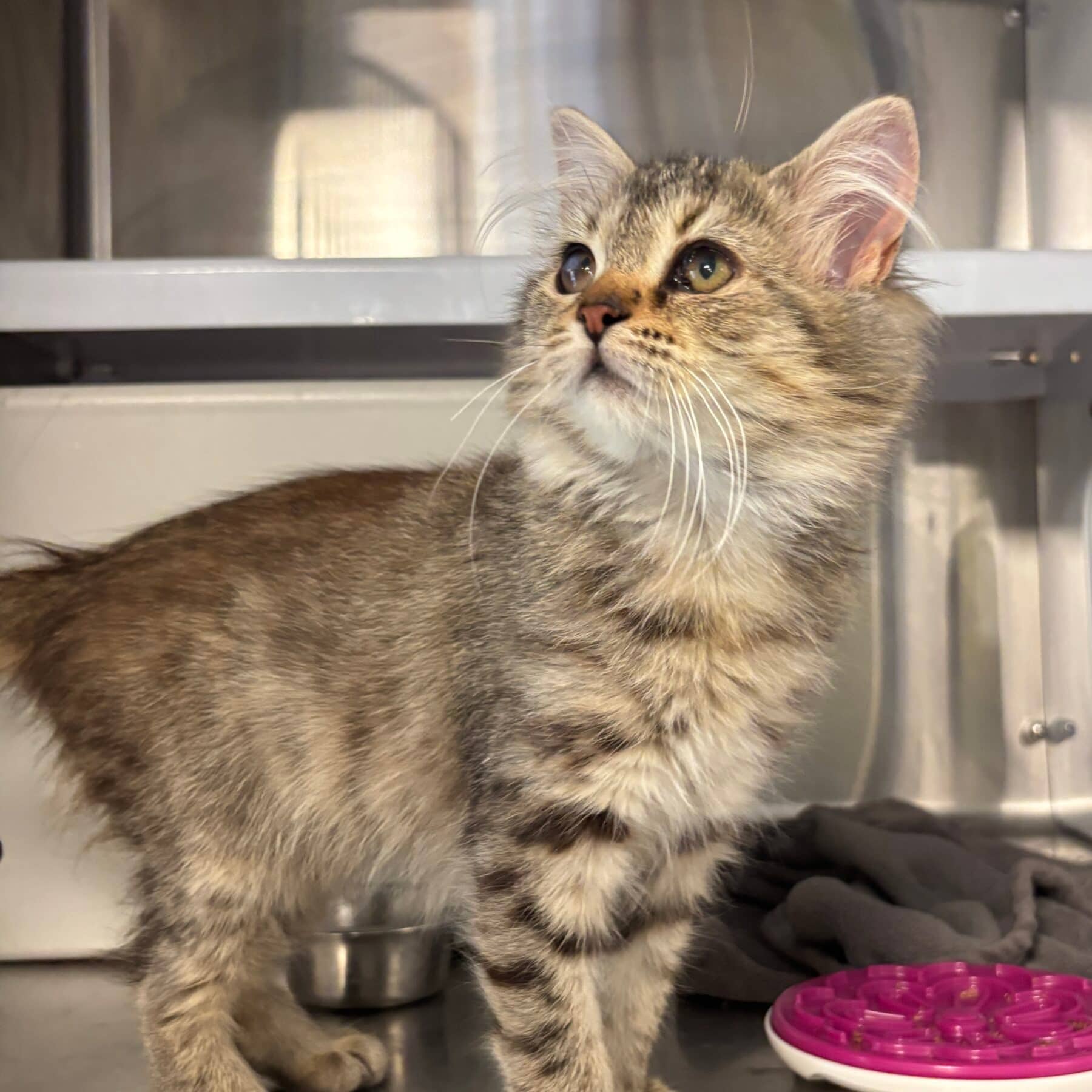 Lynx - Domestic cat available for adoption at SPA de l'Estrie in Sherbrooke