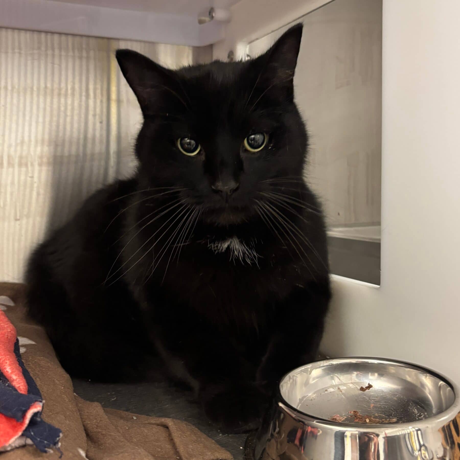 Maurice - Domestic cat available for adoption at SPA de l'Estrie in Sherbrooke