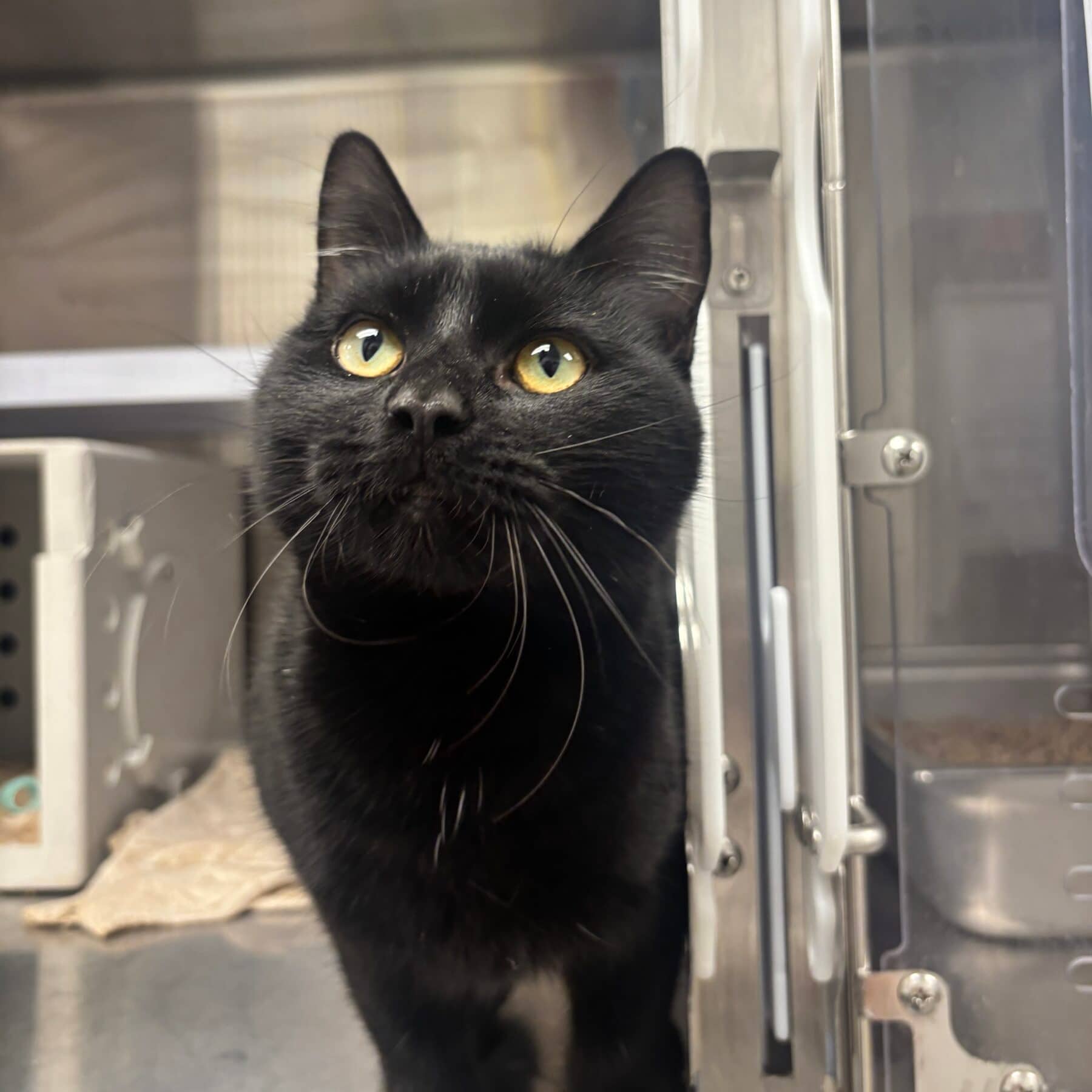 Paupau - Domestic cat available for adoption at SPA de l'Estrie in Sherbrooke