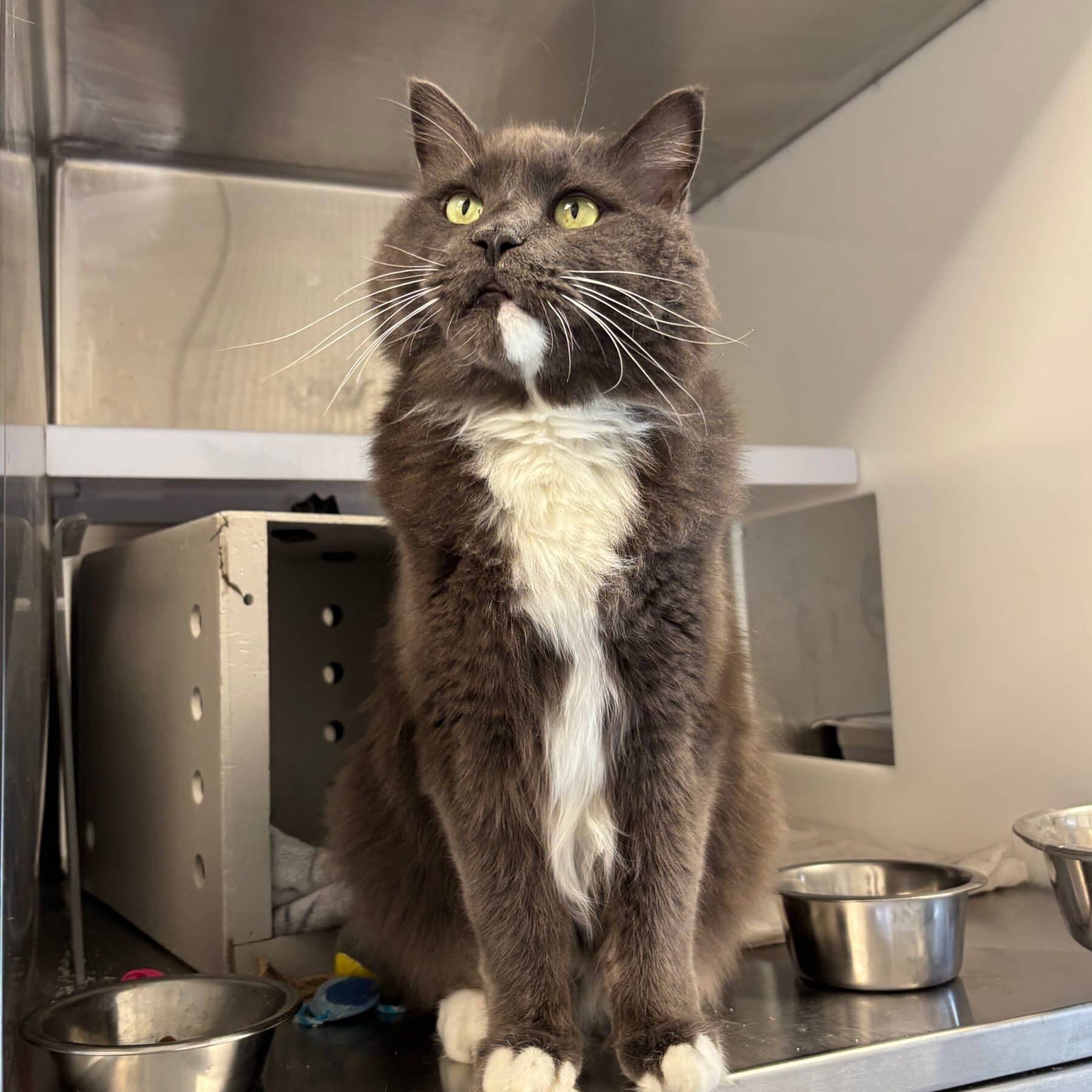 Peanut - Domestic cat available for adoption at SPA de l'Estrie in Sherbrooke