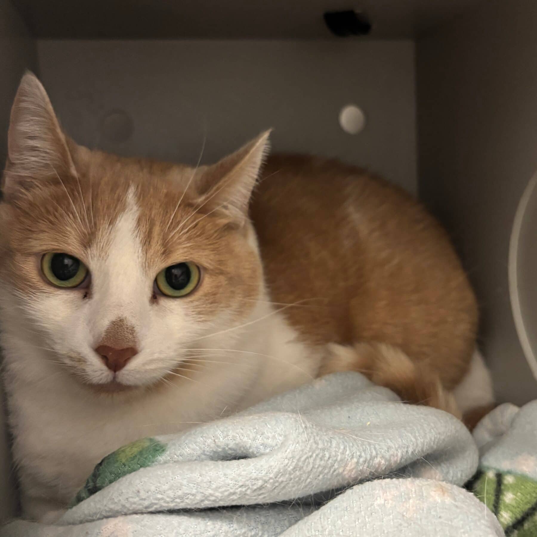 Rémi - Domestic cat available for adoption at SPA de l'Estrie in Sherbrooke
