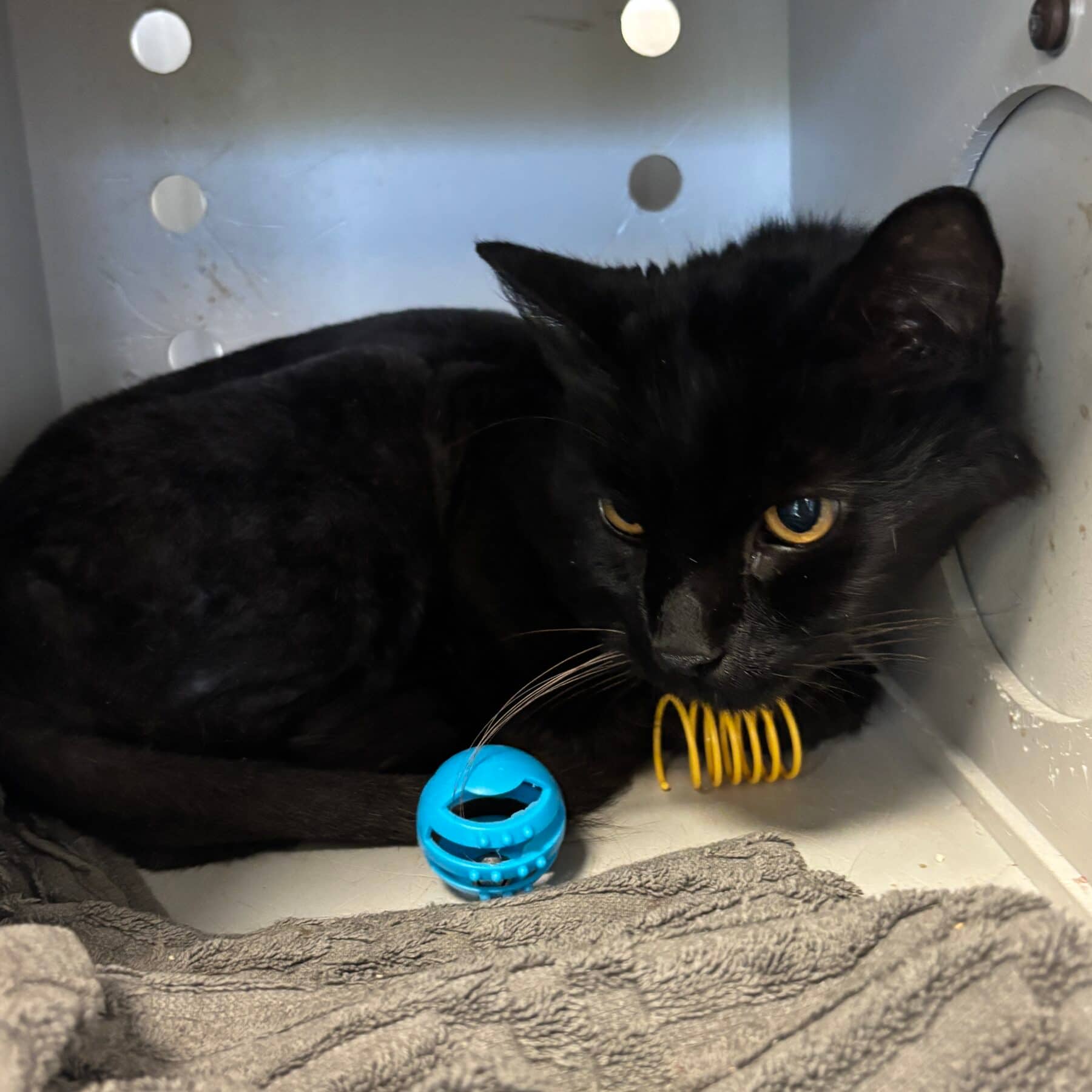 Willy - Domestic cat available for adoption at SPA de l'Estrie in Sherbrooke