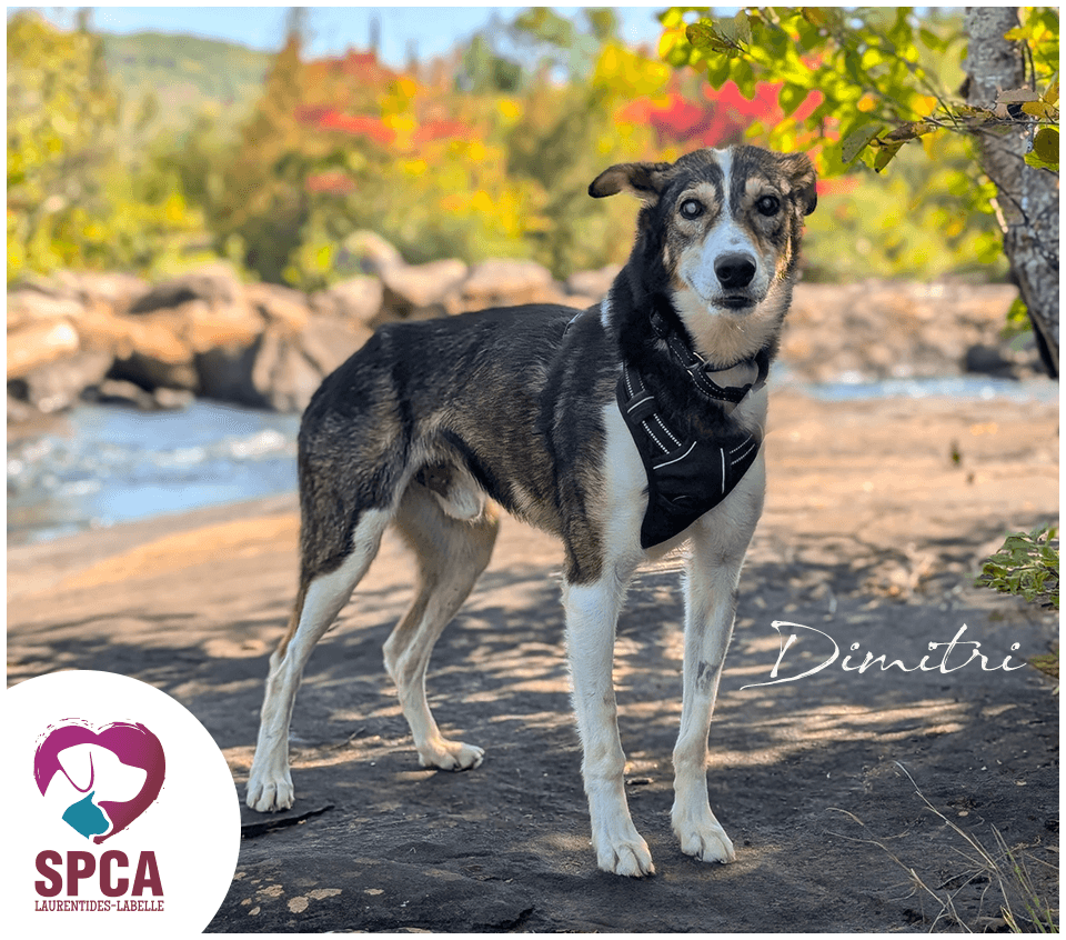 Dimitri - Husky available for adoption