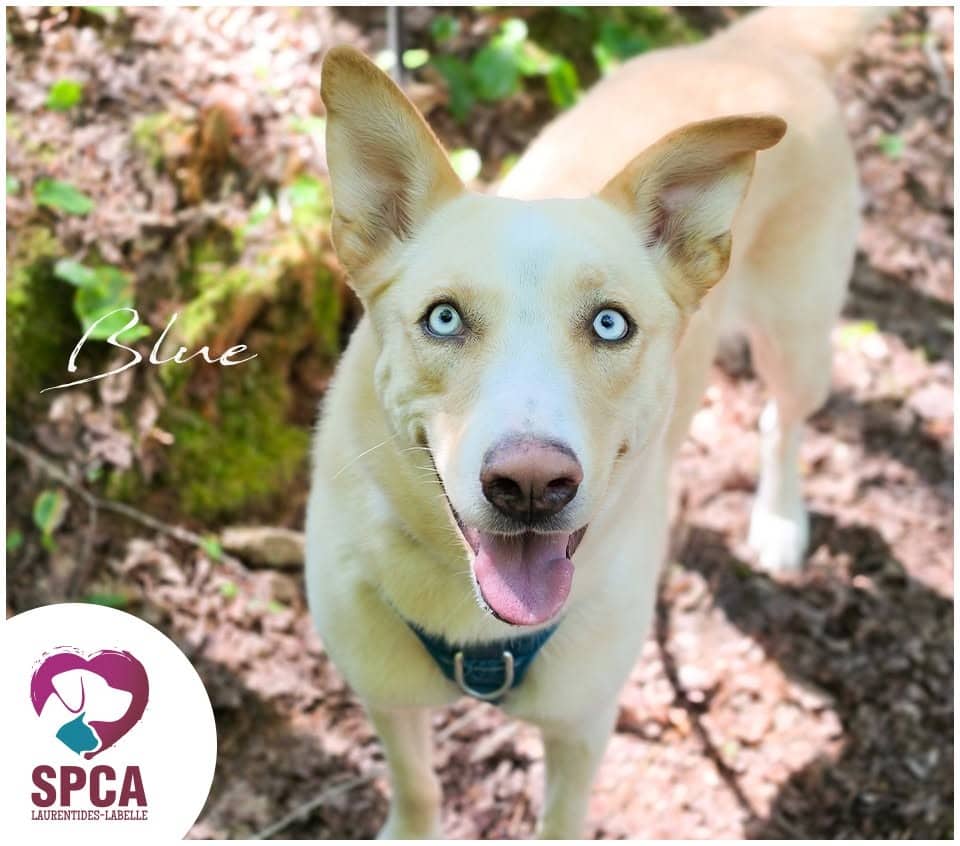 Bluue - Husky available for adoption at SPCA Laurentides-Labelle in Montreal