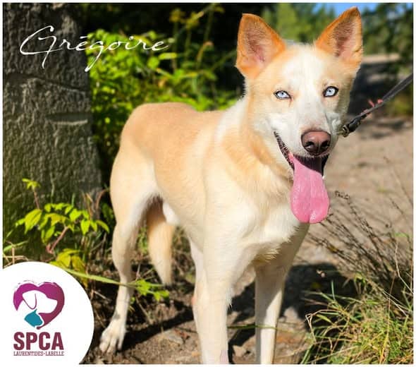 Grégoire et j'ai 2 ans - Husky Mix available for adoption at SPCA Laurentides-Labelle in Montreal
