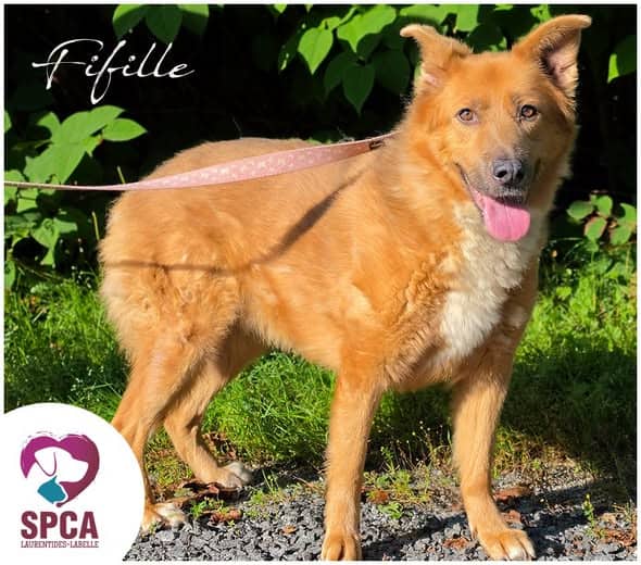 Fifille - Collie Mix available for adoption at SPCA Laurentides-Labelle in Montreal