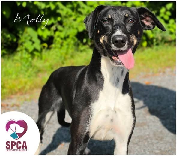 Molly - Husky Mix available for adoption