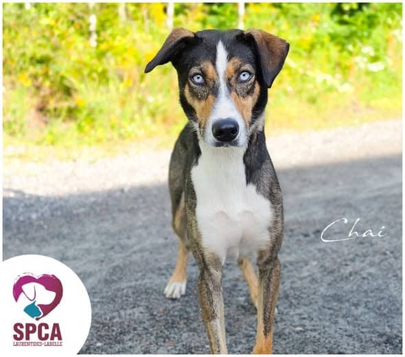 Chai - Husky Mix available for adoption