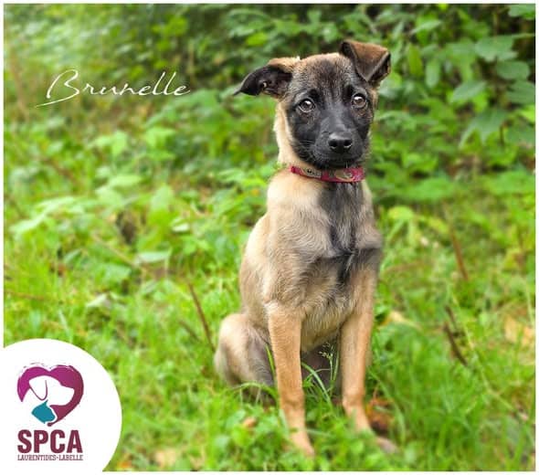 Brunelle - Mixed Breed available for adoption at SPCA Laurentides-Labelle in Montreal
