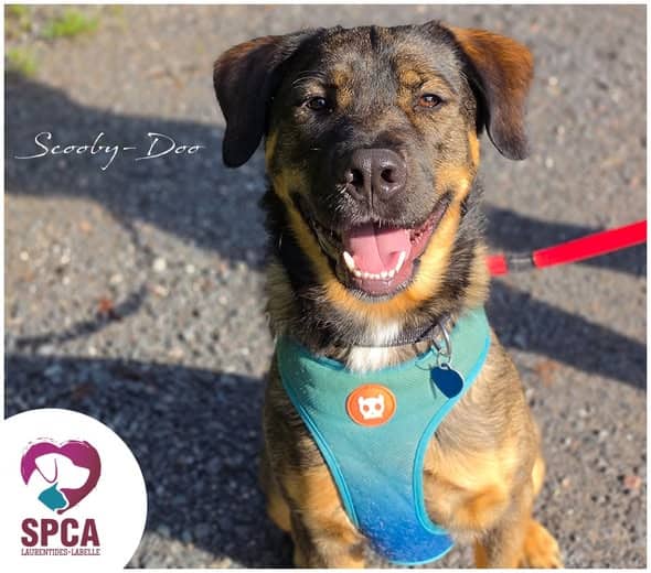 Scoobydoo - Cane Corso / Shepherd Mix available for adoption at SPCA Laurentides-Labelle in Montreal