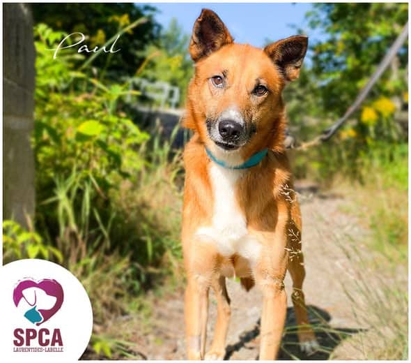 Paul - Husky Mix available for adoption