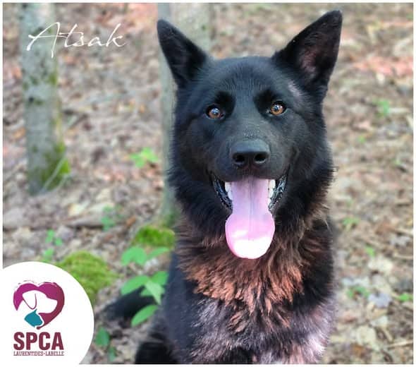 Atsak - Mixed Breed available for adoption at SPCA Laurentides-Labelle in Montreal