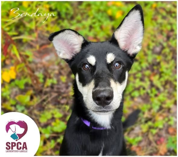 Zendaya - Husky Mix available for adoption at SPCA Laurentides-Labelle in Montreal