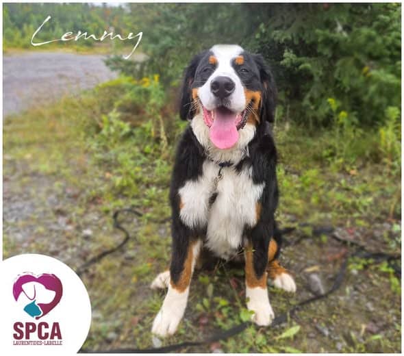 Lemmy - Bernese Mountain Dog available for adoption