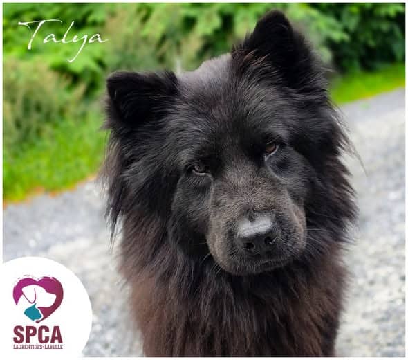 Talya - Chow Chow Mix available for adoption at SPCA Laurentides-Labelle in Montreal