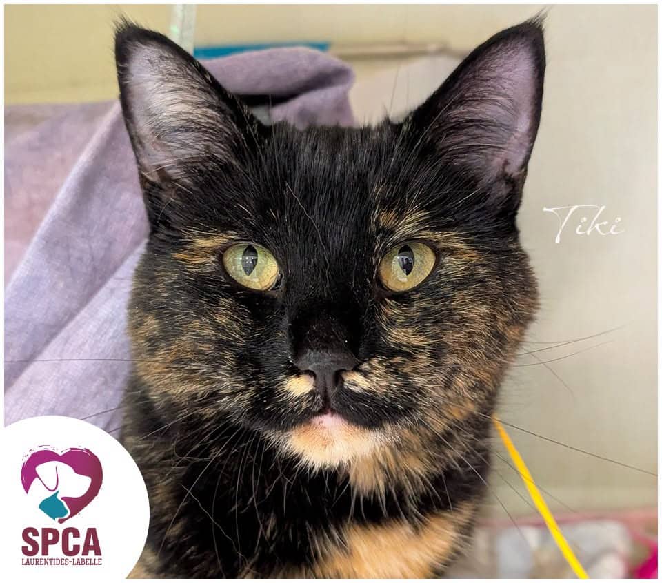 Tiki - Domestic Shorthair cat available for adoption at SPCA Laurentides-Labelle in Montreal