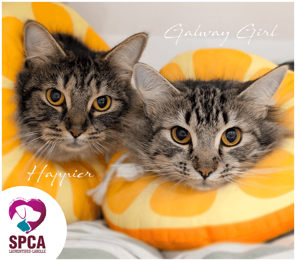 Happier - Domestic Shorthair available for adoption