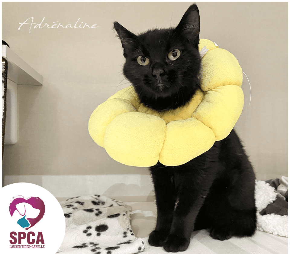 Adrenaline - Domestic Shorthair cat available for adoption at SPCA Laurentides-Labelle in Montreal