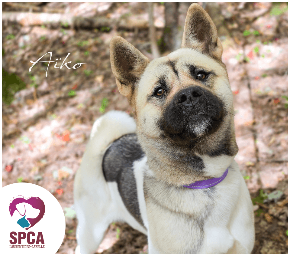 Aiko - Mixed Breed available for adoption at SPCA Laurentides-Labelle in Montreal