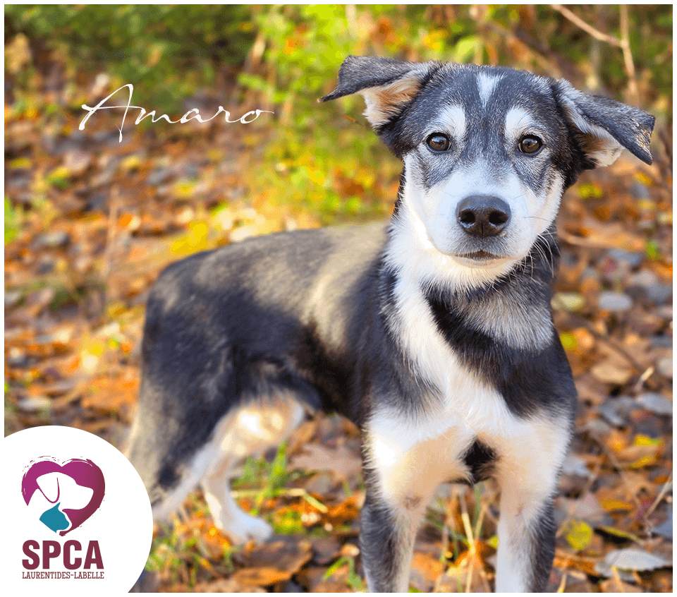 Amaro - Husky available for adoption at SPCA Laurentides-Labelle in Montreal