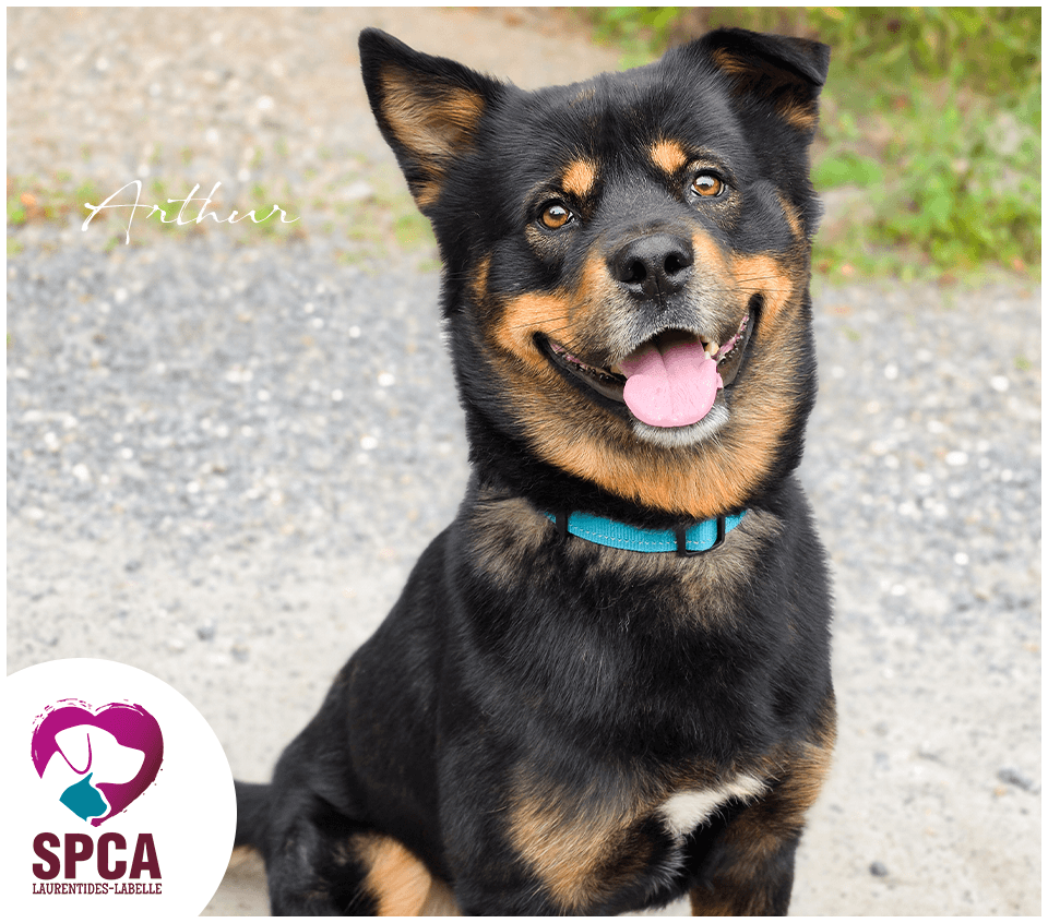 Arthur - Rottweiler Mix available for adoption at SPCA Laurentides-Labelle in Montreal