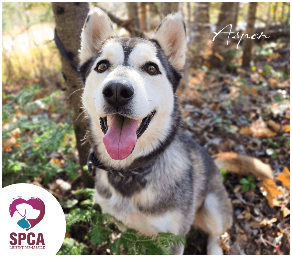 Aspen - Husky available for adoption at SPCA Laurentides-Labelle in Montreal