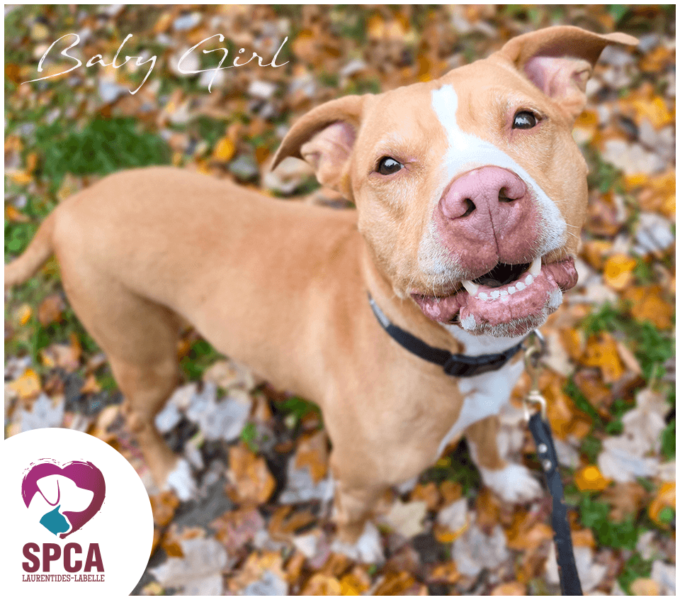 Baby Girl - Mixed Breed available for adoption at SPCA Laurentides-Labelle in Montreal